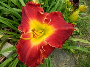 GLORY IN RED