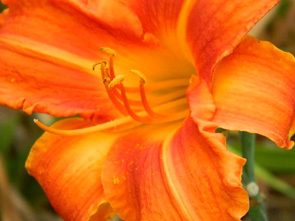 fire king close up