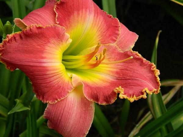 love will find a way 2012
