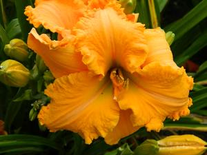 WILD SUMMER WIND