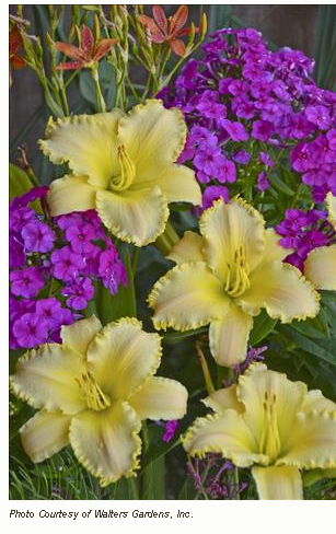 ruffled pastel cheers