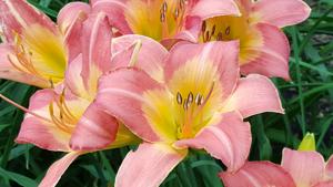 WAYSIDE PAINTED LADY