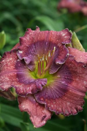 TET LAVENDER BLUE BABY
