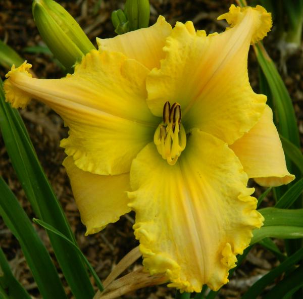 mad city blush 2