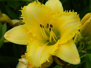 LEMON FRINGED PASTEL