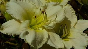 VICTORIAN GARDEN SAVED BY GRACE