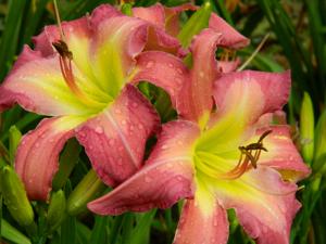 WHITE EYES PINK DRAGON