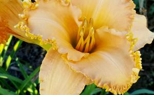 SWEET RHAPSODY