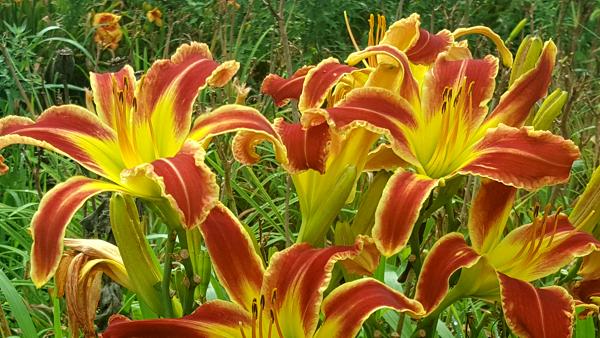 20160720_103624