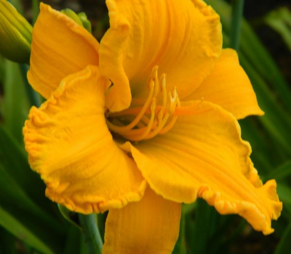 pumpkin ruffles