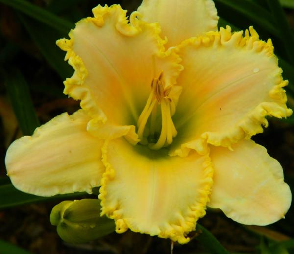 ruffled venus