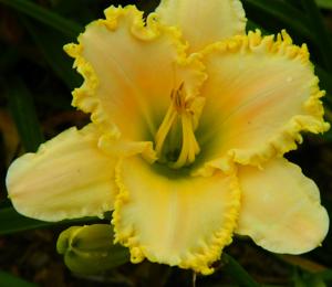 RUFFLED VENUS