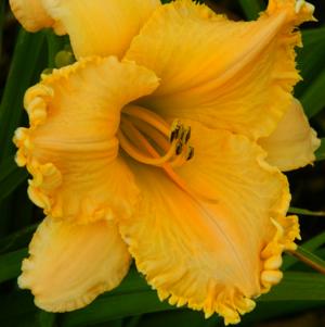 RUFFLED ORANGE STARBURST