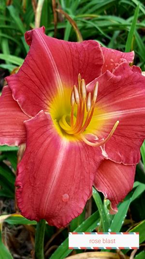 Rose Blast