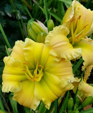 TEXAS BEAUTIFUL BOUQUET