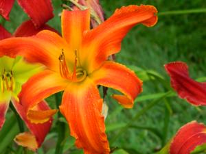 HEAVENLY ORANGE BLAZE