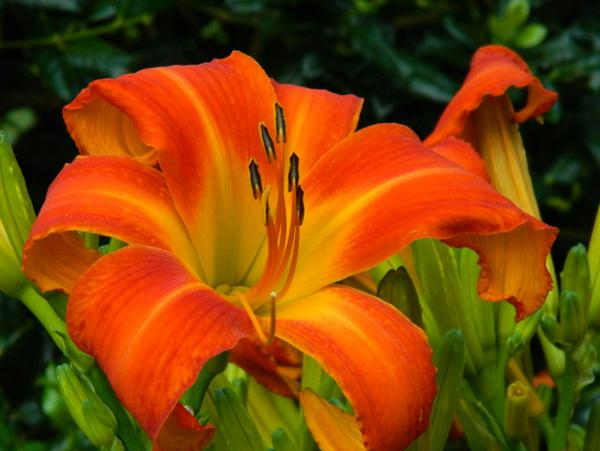 heavenly orange blaze