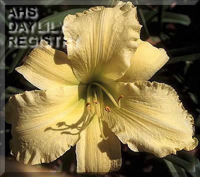 Ruffled_Banana_Peels