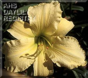 RUFFLED BANANA PEELS