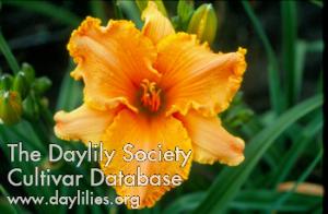 DYNAMIC APRICOT RUFFLES