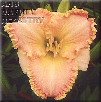 Drops_of_jupiter_2005