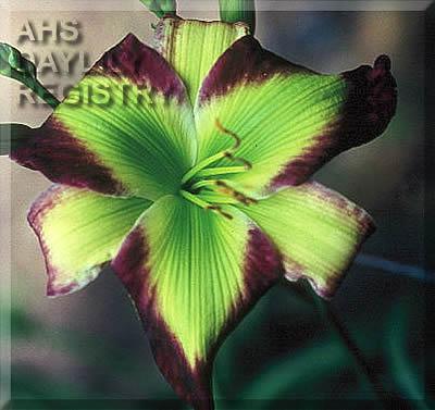 Emerald_Starburst