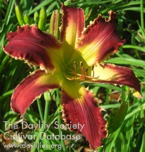 SPACECOAST RAZOR TOOTH