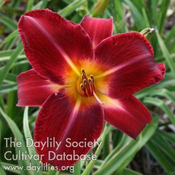 RedVolunteer_Oakes_Oakeswebsitepicture_1637957100