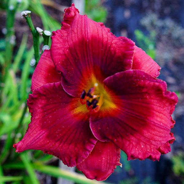 spacecoast red dazzler