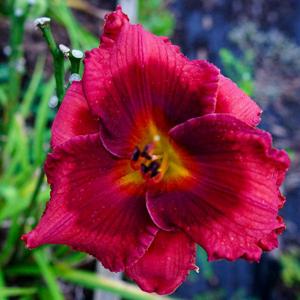 SPACECOAST RED DAZZLER