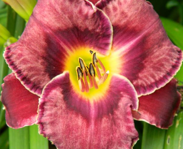 royal candy crush daylily 21