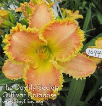 TennesseeDillyDilly_1516211762