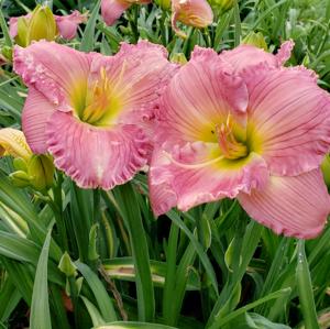 ELEGANT PINK BEAUTY