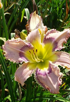 LILY AMONG THORNS