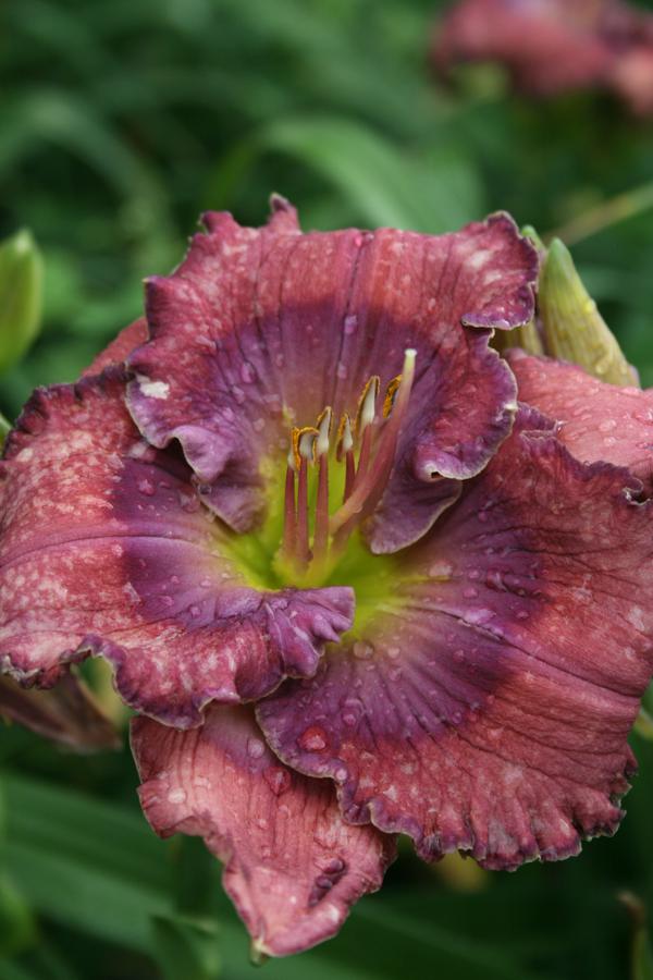 Roth Daylily Farm - TET LAVENDER BLUE BABY