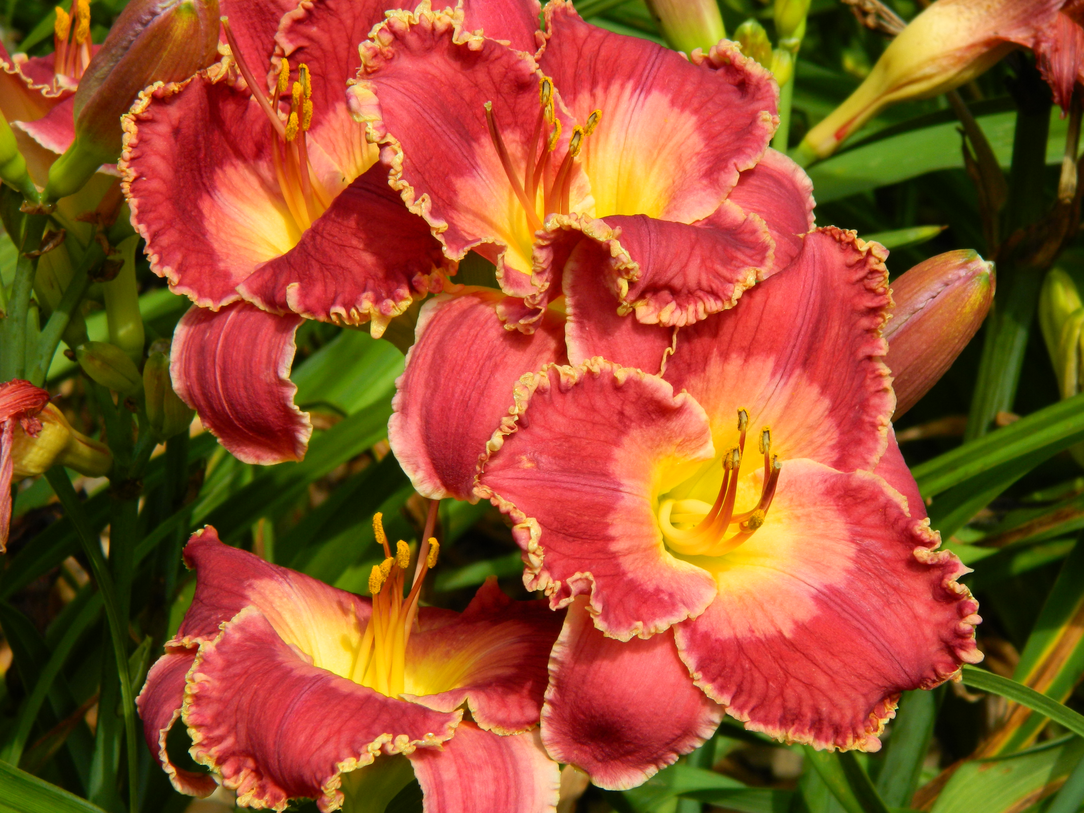 Roth Daylily Farm - UNTANGLE MY EMOTIONS