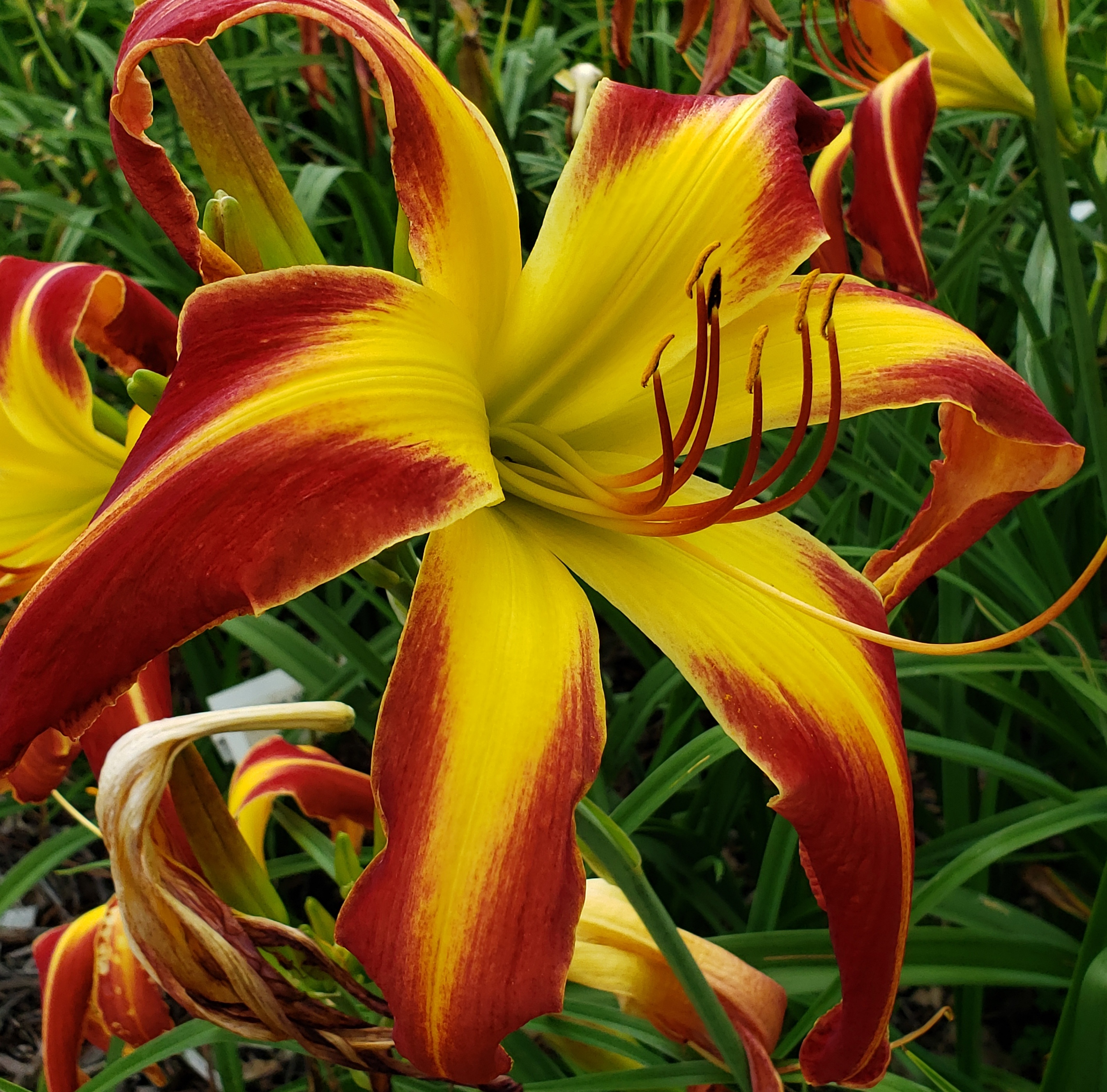 Roth Daylily Farm - SERGEANT MAJOR